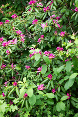 Flower bush with pink flowers background