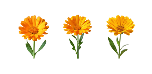 Set of orange calendula flowers isolated on transparent background.	
