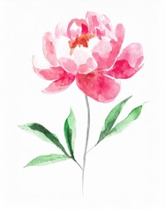 Hand drawn watercolor pink peony flower isolated on white background