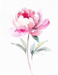 Obraz premium Hand drawn watercolor pink peony flower isolated on white background