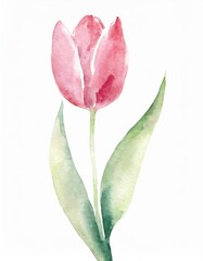 Hand drawn watercolor pink tulip flower isolated on white background