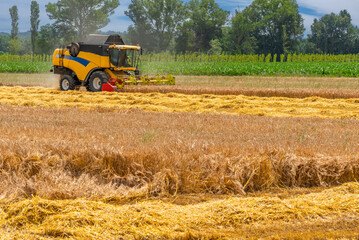 Fototapeta premium Agricultural combine harvester harvesting grain. Agricultural machine at work in the italian field in Po Valley in Cuneo province.