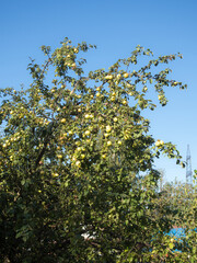 apple tree with green apples