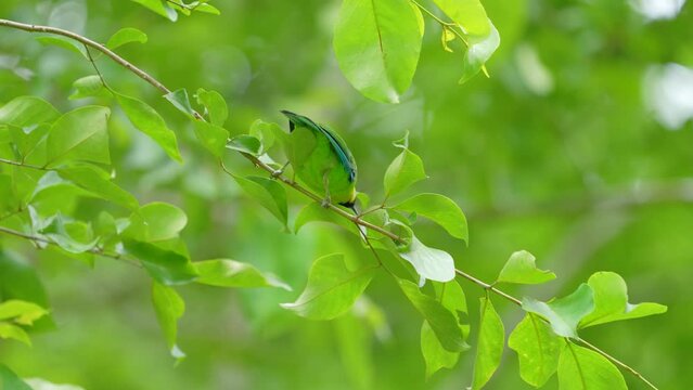 Leafbird look for insects to eat on tree branches.