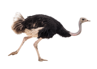Fast running Ostrich bird in fast motion on isolated background