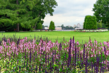Urban flowerbed of medicinal sage planted in a green park meadow