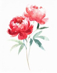 Obraz premium Hand drawn watercolor red peony flower isolated on white background