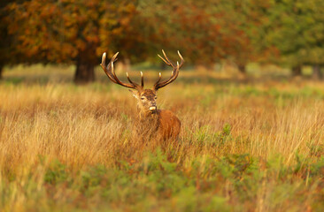 Portrait of a red deer stag during the rut in autumn