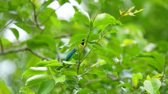 Leafbird look for insects to eat on tree branches.