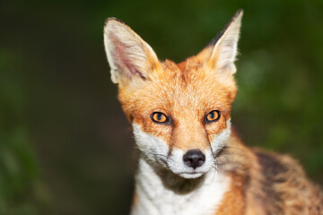 Portrait of a red fox cub in a meadow