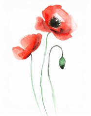 Fototapeta premium Hand drawn watercolor red poppy flower isolated on white background
