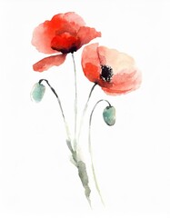 Hand drawn watercolor red poppy flower isolated on white background