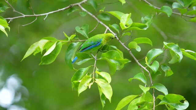 Leafbird look for insects to eat on tree branches.