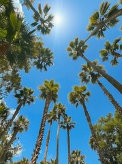 Looking Up at Palm Trees Against a Blue Sky on a Sunny Day