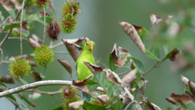 Vernal Hanging-parrot (Loriculus vernalis ) Birds eat the gardener's rambutan fruit.
