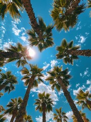 Fototapeta premium Palm Trees Reaching for the Sun on a Sunny Day
