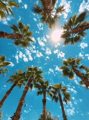 Palm Trees Reaching for the Sun on a Sunny Day