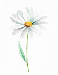 Hand drawn watercolor white daisy flower isolated on white background