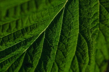 Green raspberry leaf. Macro photo. Close-up. Panorama format. Background.