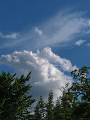 Schöne Wolken über Bäumen