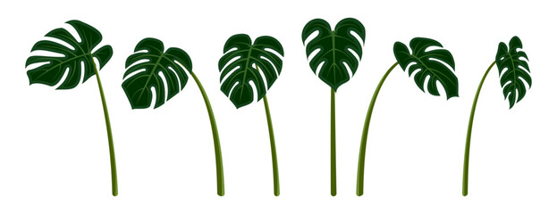 Monstera deliciosa plant leaf set. tropical leaves vector illustration isolated on white background. © Zhee-Graphic