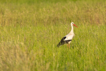 Cigogne en Alsace