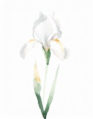Hand drawn watercolor white iris flower isolated on white background