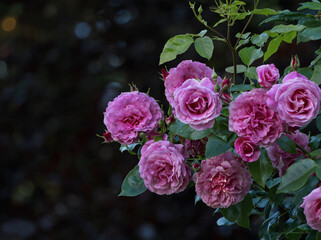 Blühende gefüllte Rosen im Park