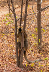 Cute brown lemur (Eulemur fulvus) with orange eyes.