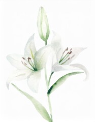 Fototapeta premium Hand drawn watercolor white lily flower isolated on white background