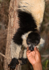 Cute black and white lemur vari Varecia variegata