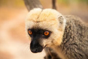 Common brown lemur (Eulemur fulvus) with orange eyes.