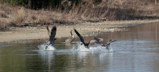 canada geese fighting in water