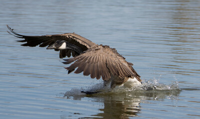 canada goose landing in water