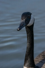 canada goose