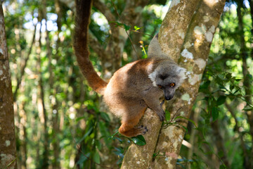 Crowned lemur (Eulemur Coronatus), endemic animal