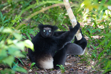 Lemur Indri indri, babakoto largest lemur from Madagascar