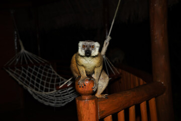 Lemur mischiefs on veranda bungalow and waits for food