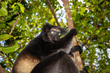Lemur Indri indri, babakoto largest lemur from Madagascar