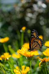 monarch butterfly on plant