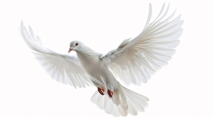 Obraz premium A white dove flies gracefully against a clean white background, symbolizing peace and freedom. It can be used to represent hope, love, and faith.
