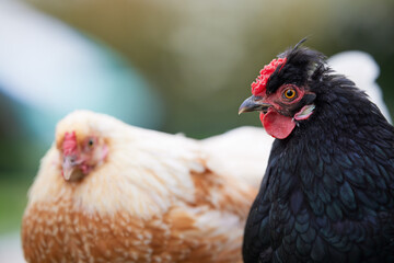 Black hen and white hen in background
