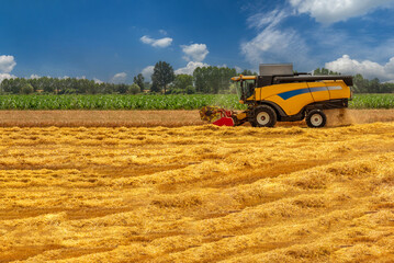 Obraz premium Agricultural combine harvester harvesting grain. Agricultural machine at work in the italian wheat field in Po Valley in Cuneo province.
