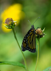 monarch butterfly on plant