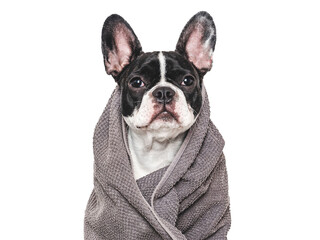 Cute puppy and blue towel. Grooming dog. Close-up, indoors. Studio shot. Concept of care, education, obedience training and raising pets