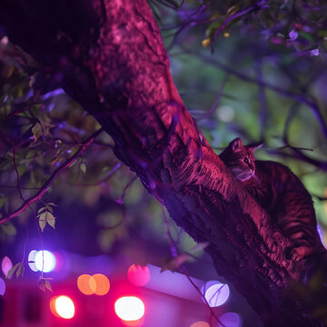 A cat in a tree, fire department truck with sirens in the background. 