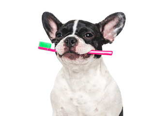Cute brown dog, towel and toothbrush. Close-up, indoors. Studio shot, isolated background. Concept of care, education, obedience training and raising pets