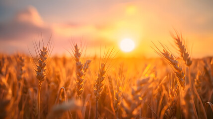 Fototapeta premium Wheatfield against dawn, golden wheat stalks, rising sun, beauty of morning in the countryside, rural work