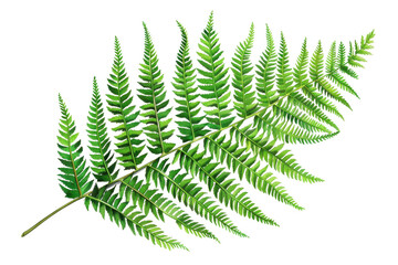 Naklejka premium Elegant single fern leaf isolated on transparent background. Perfect for botanical, nature, and greenery themed designs.