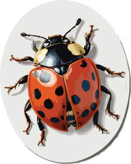 illustration of a ladybug vector
